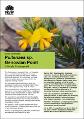 genowlan-pea-pultenaea-sp-genowlan-point-fact-sheet-200492.pdf.jpg