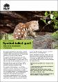 saving-our-species-spotted-tailed-quoll-fact-sheet-200434.pdf.jpg