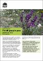 saving-our-species-small-purple-pea-fact-sheet-180430.pdf.jpg