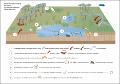 inland-floodplain-swamp-wet-phase.pdf.jpg